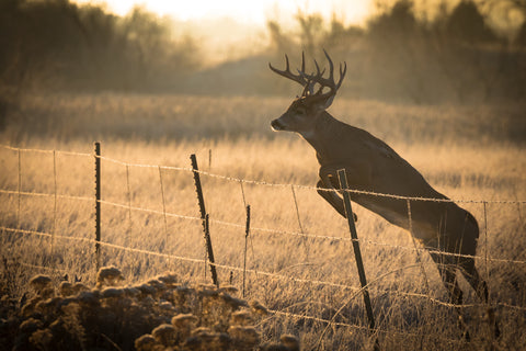 Deer-Proof Fencing Line